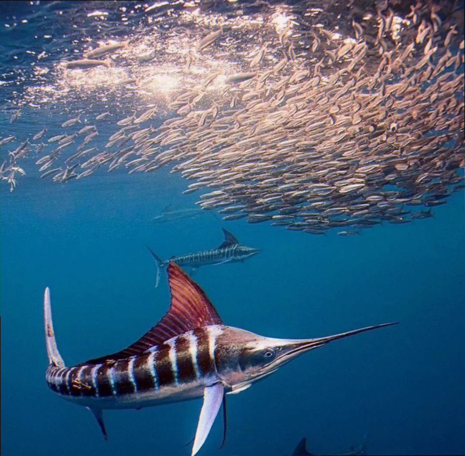 australian marine food webs