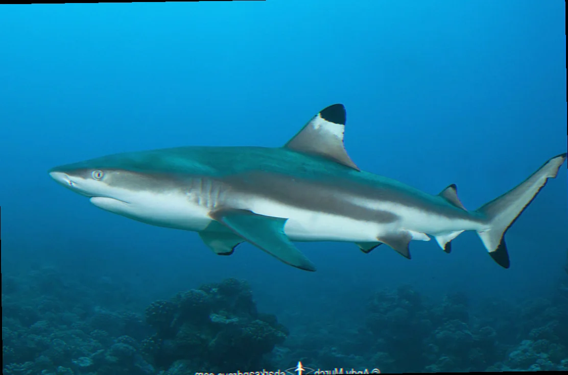 blacktip reef shark conservation australia