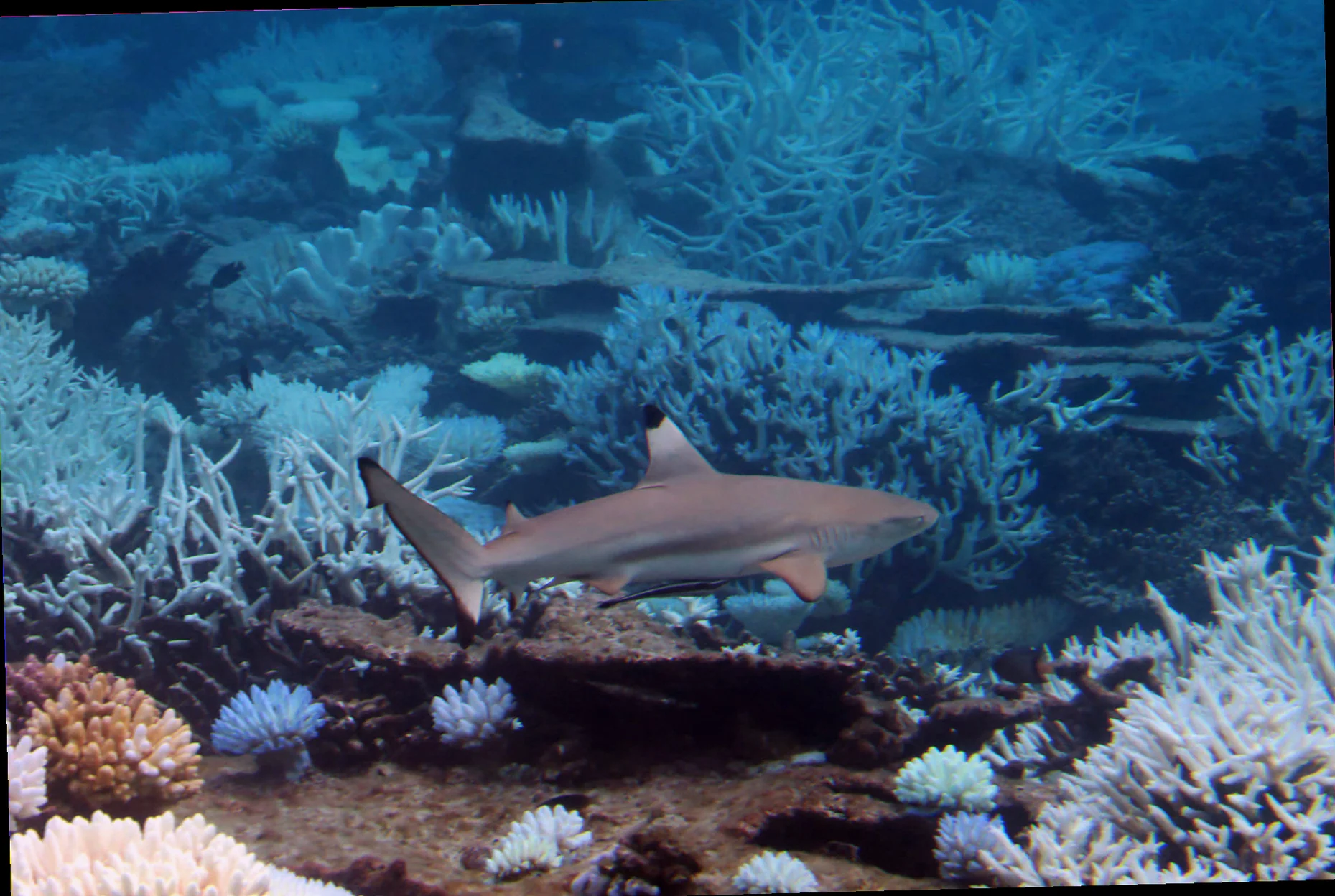 blacktip reef shark habitat preferences