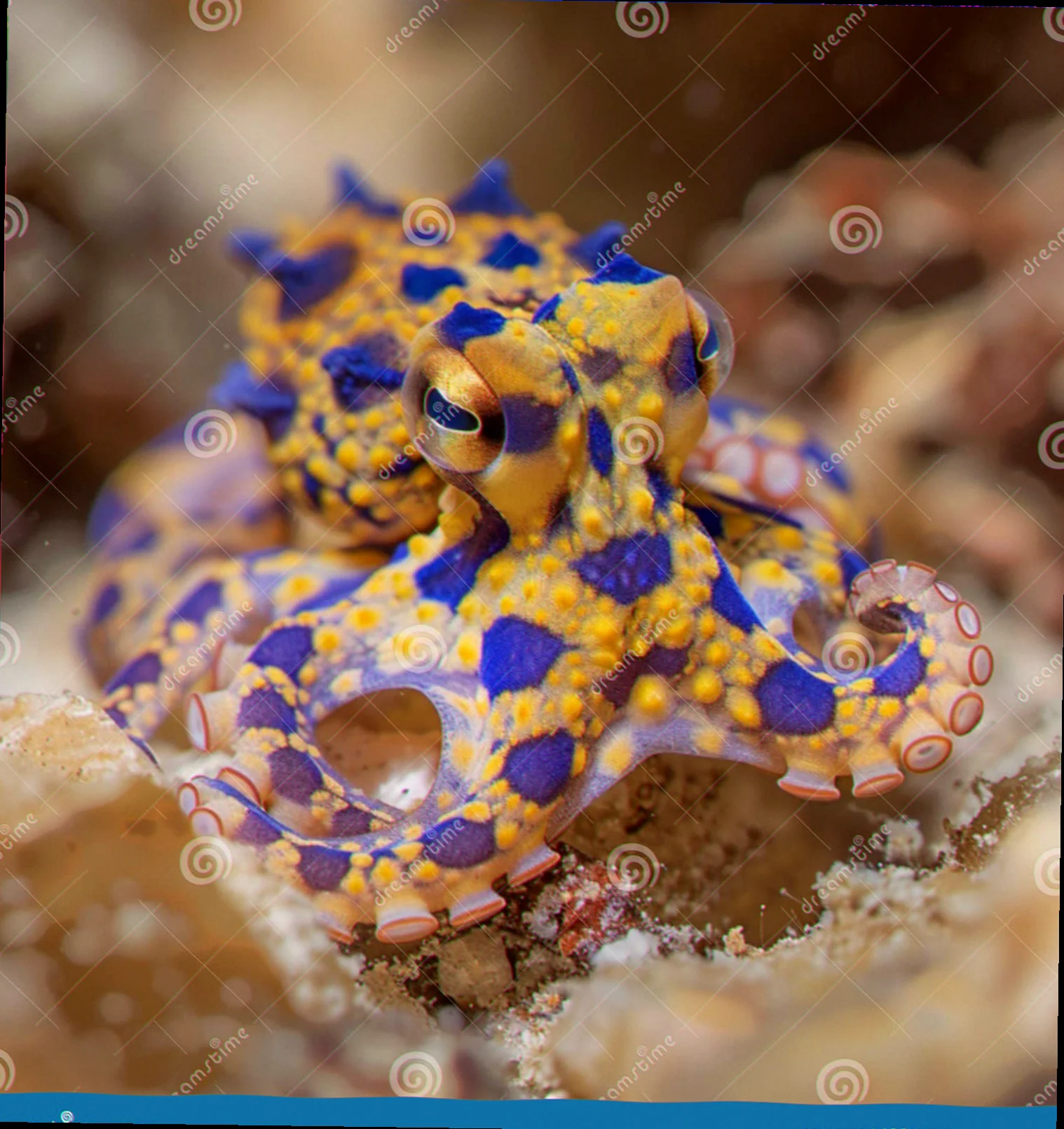 blue-ringed octopus tetrodotoxin potency levels