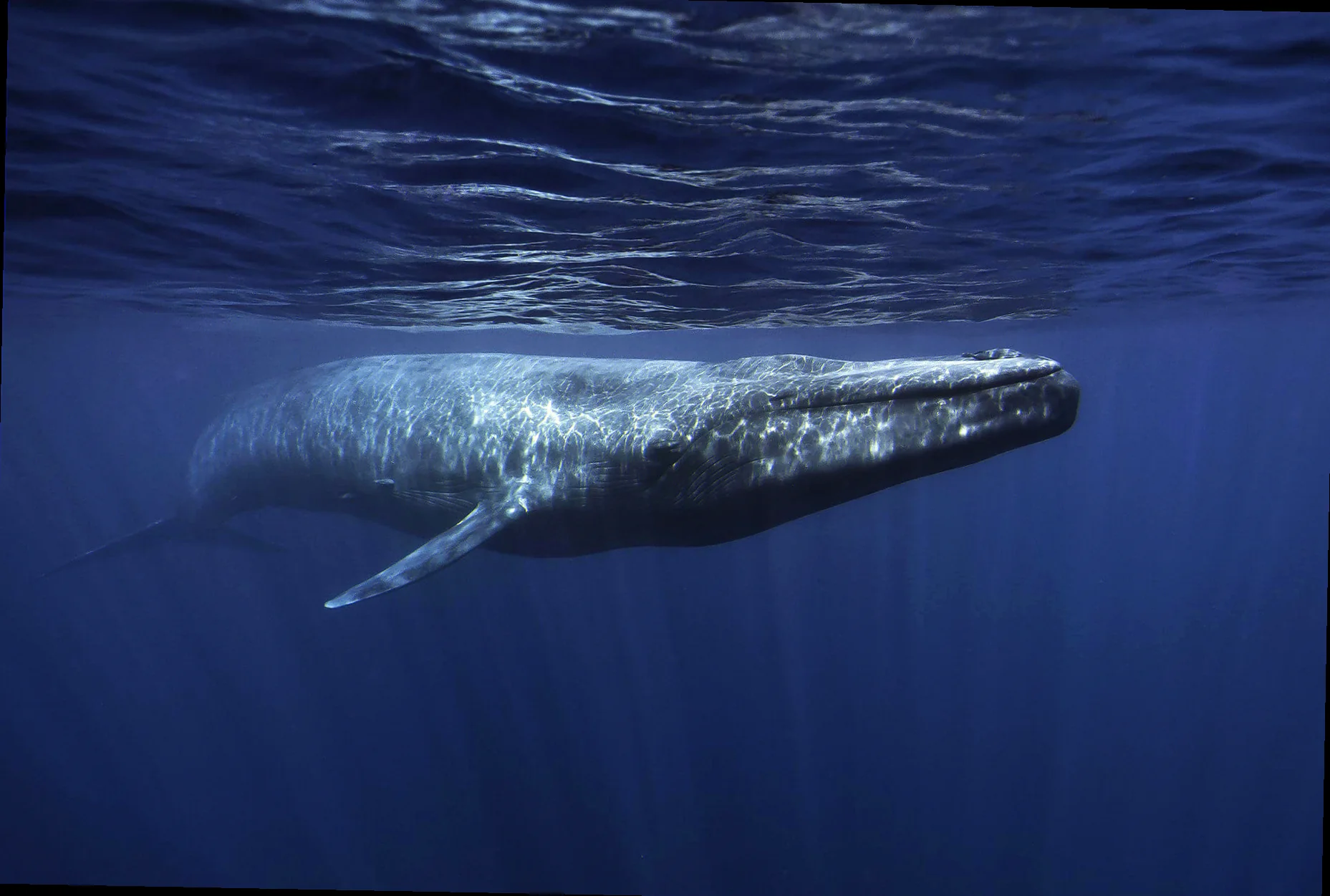 blue whale conservation efforts au