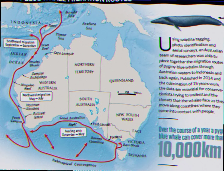 blue whale migration patterns australia