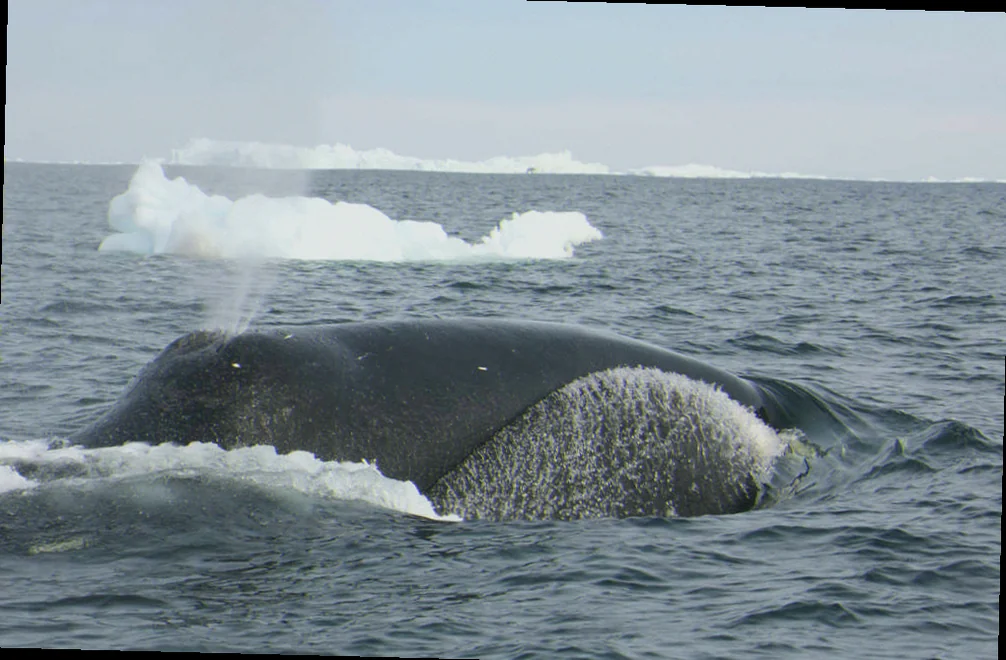 bowhead whale population decline causes
