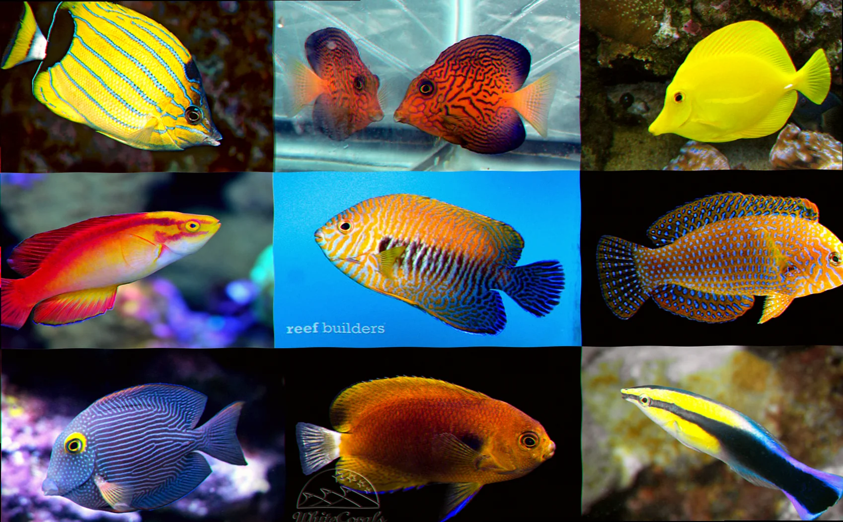 common reef fish species in terrigal haven