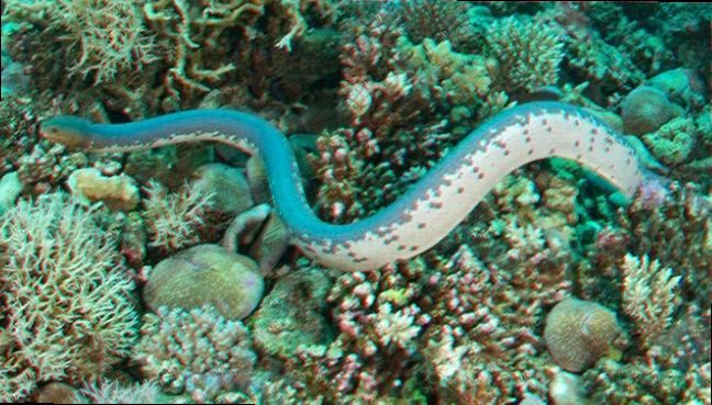 conservation of Ashmore Reef sea snakes