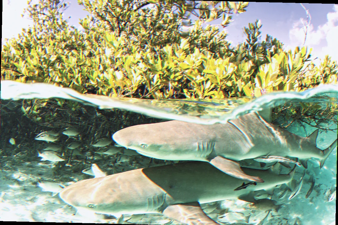 conservation of lemon sharks new south wales