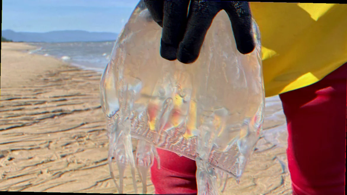 darwin harbour jellyfish impact tourism