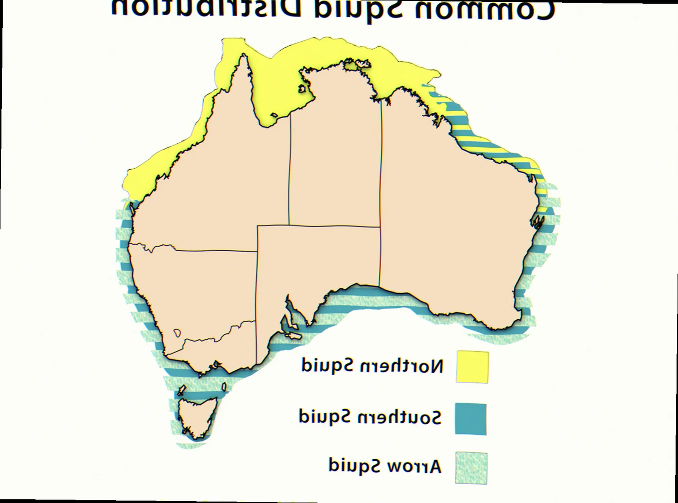 deep sea squid distribution australia