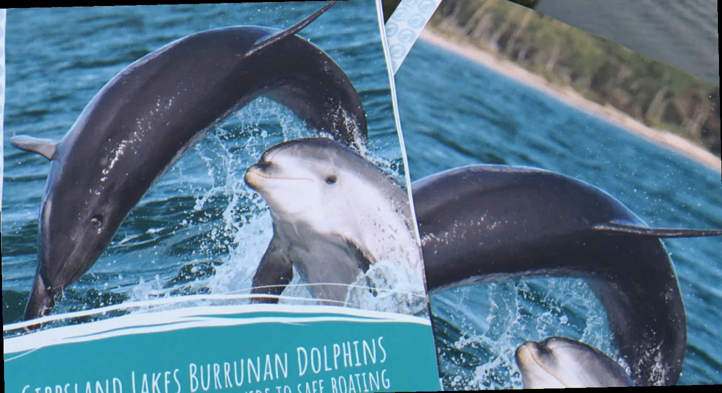 dolphin social behavior gippsland lakes