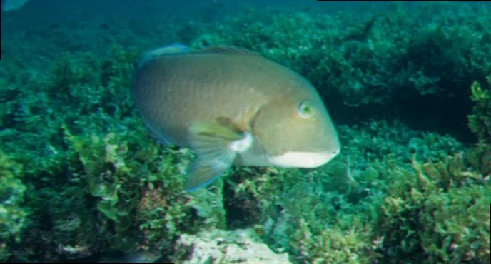 ecology of baldchin grouper abrolhos