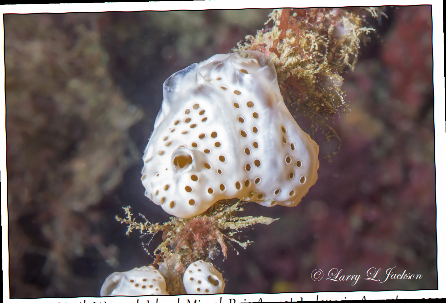 endemism of magnetic island tunicates