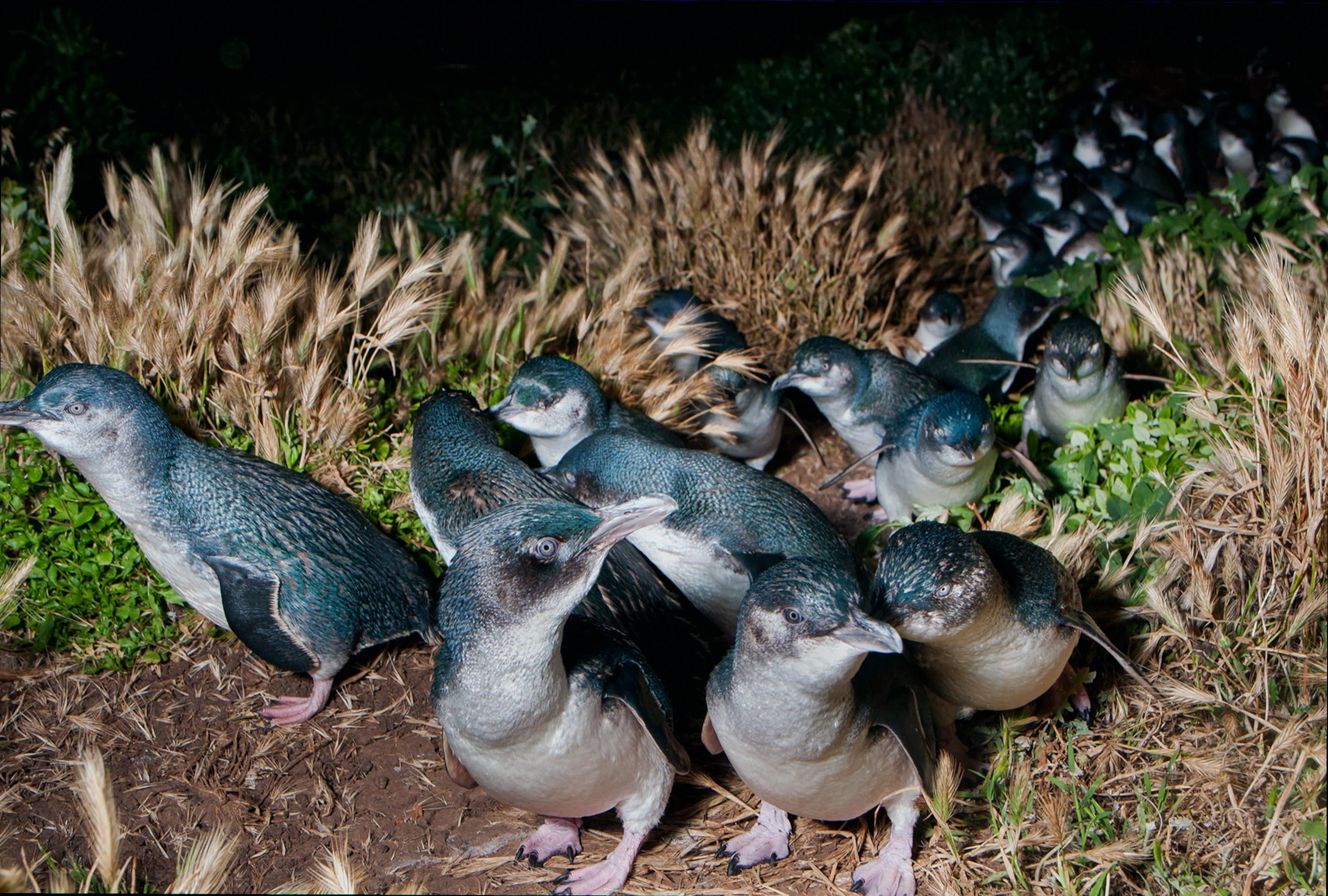 fairy penguin habitat restoration victoria