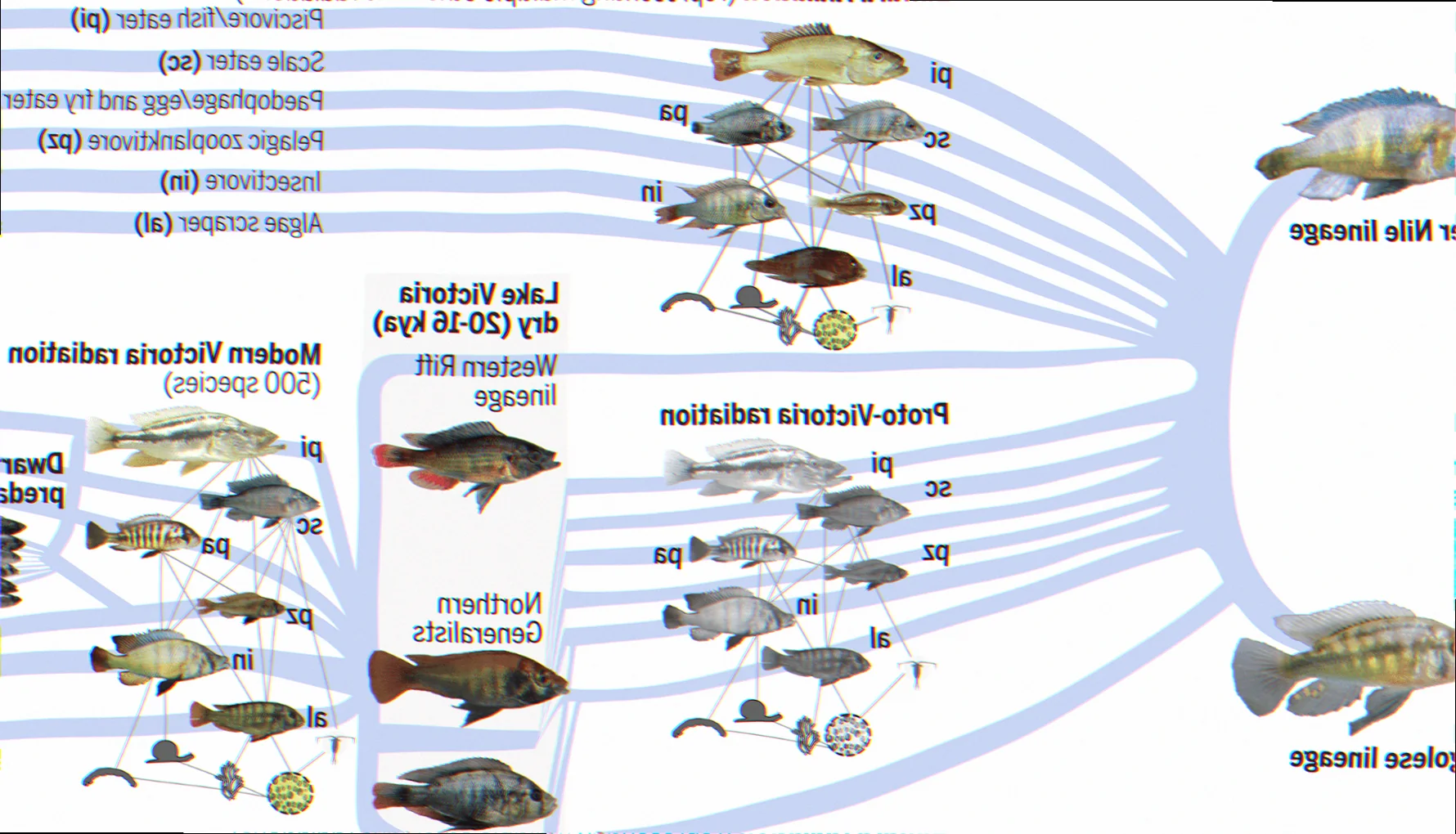 fish evolution coastal ecosystems Australia