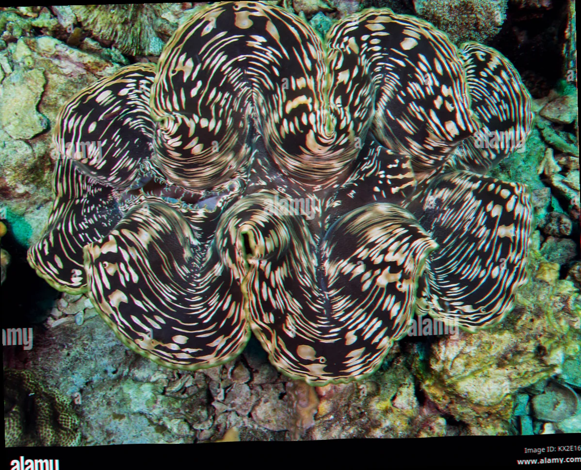 giant clam mantle