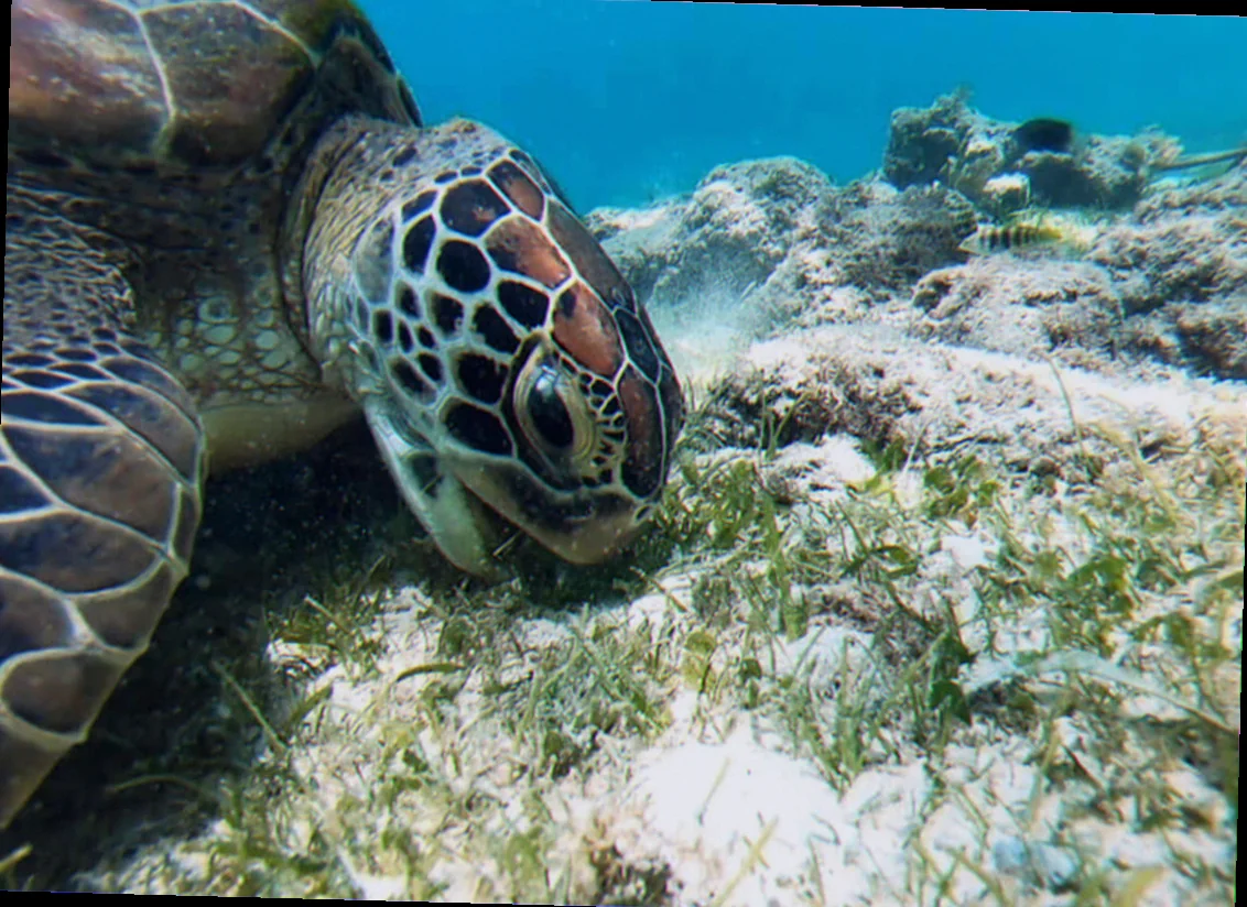 green turtle diet green island