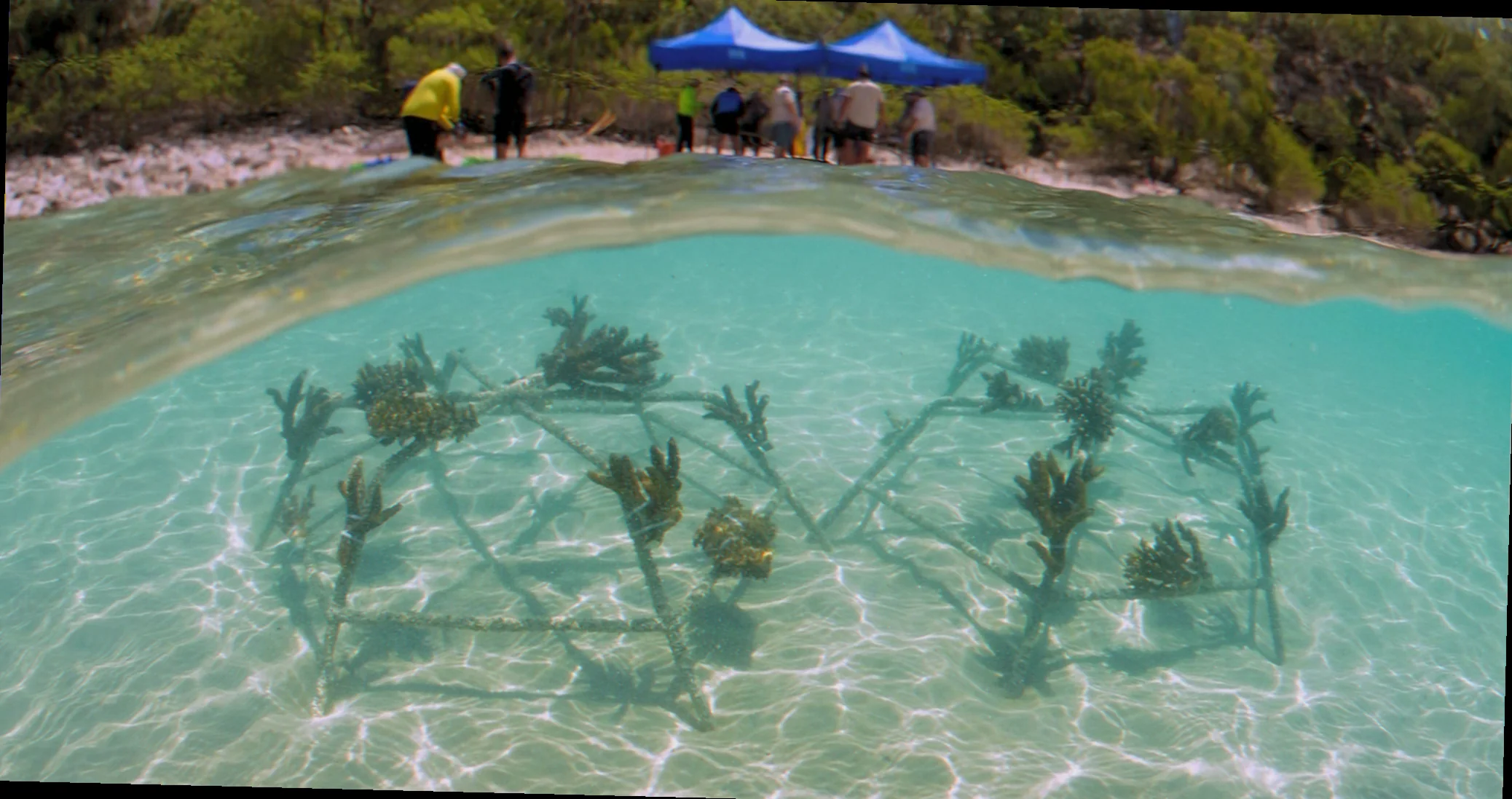 keppel bay reef restoration projects