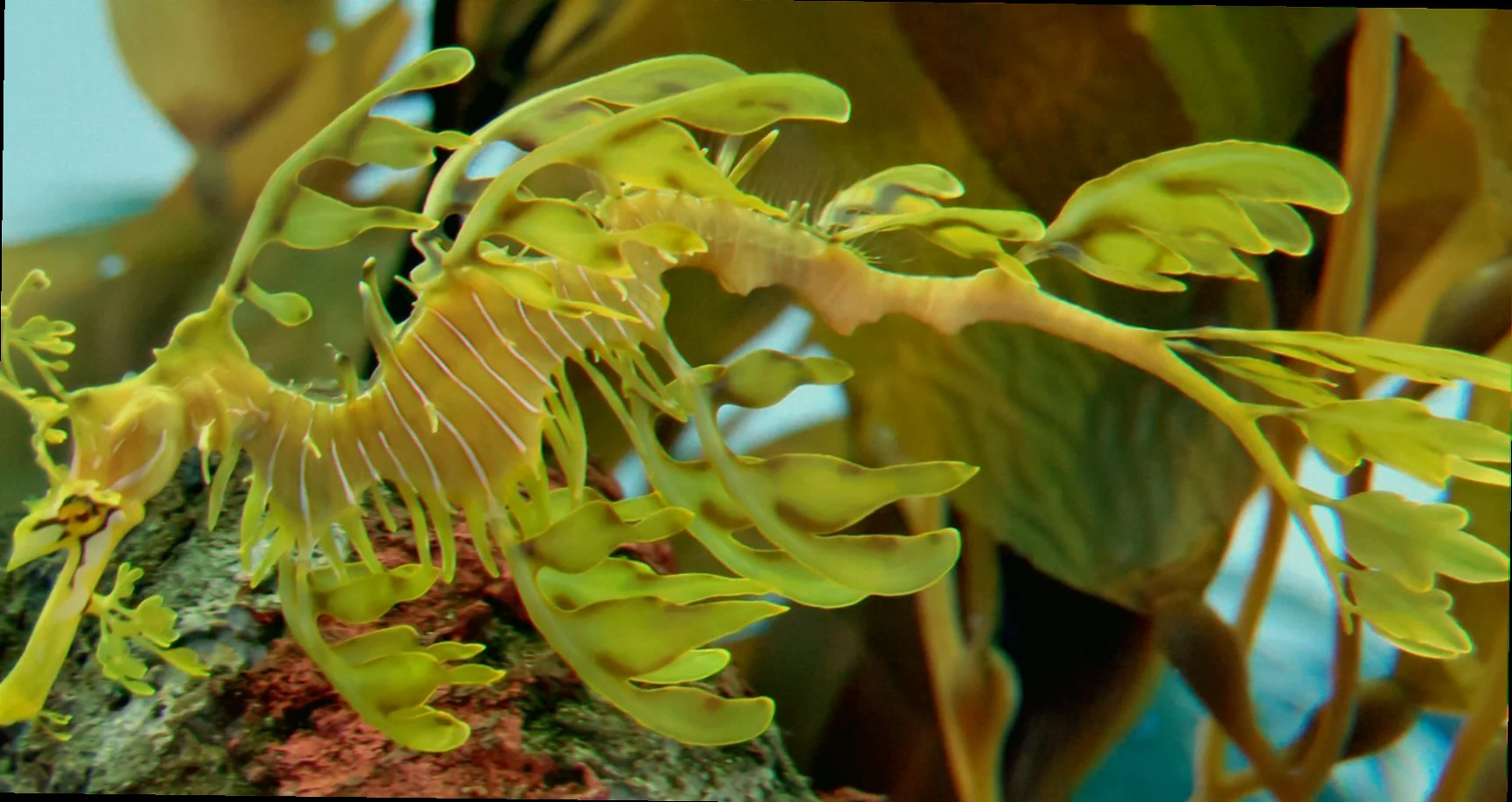 leafy seadragon camouflaging appendages evolution