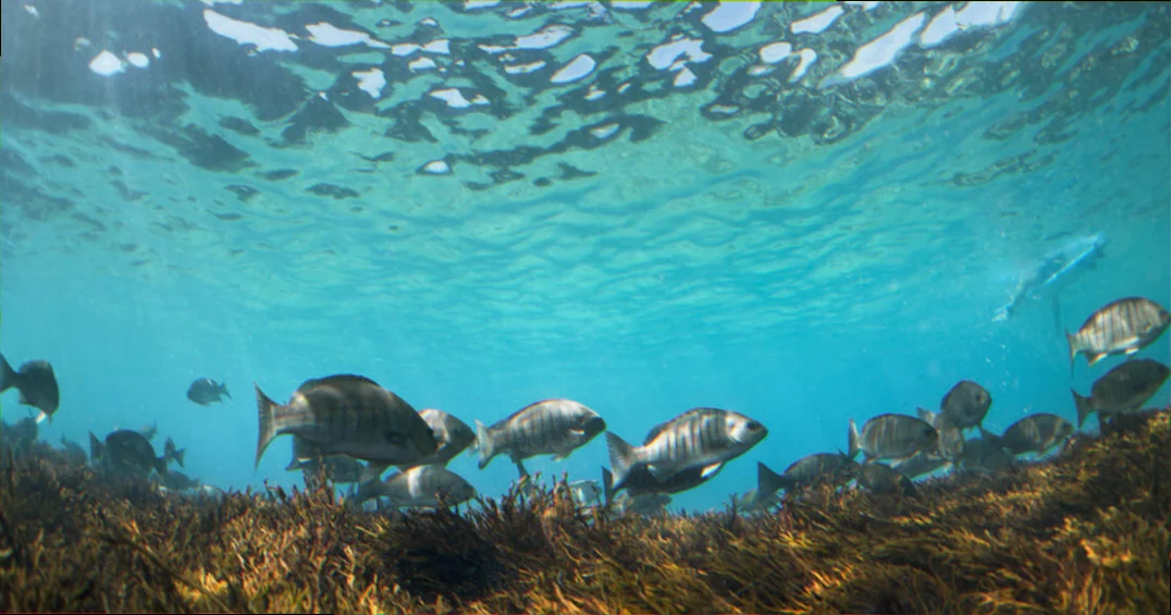 marine life sightings sydney harbour