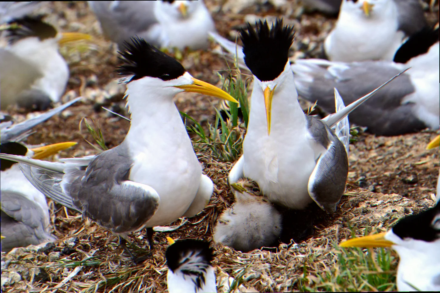 montague island seabird diversity