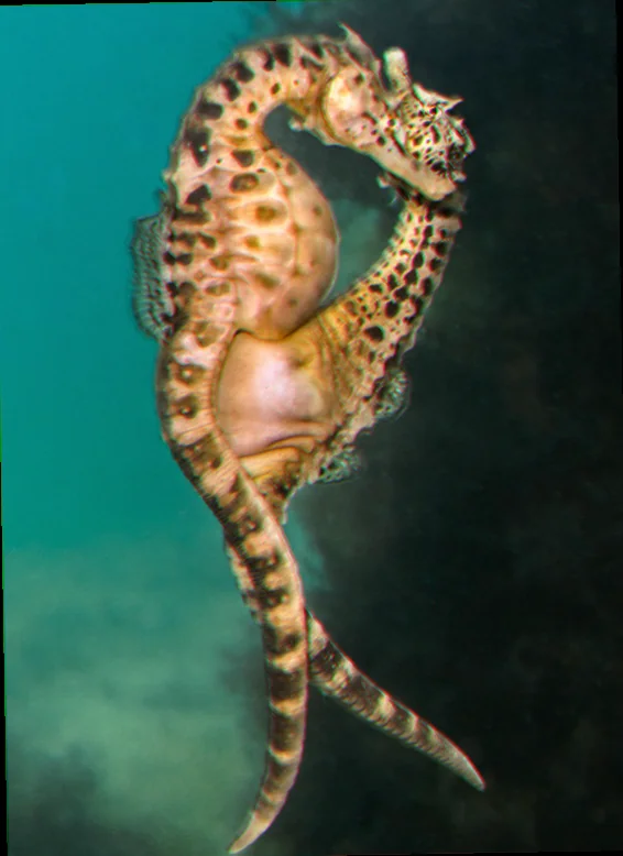 observing seahorse mating behaviour australia