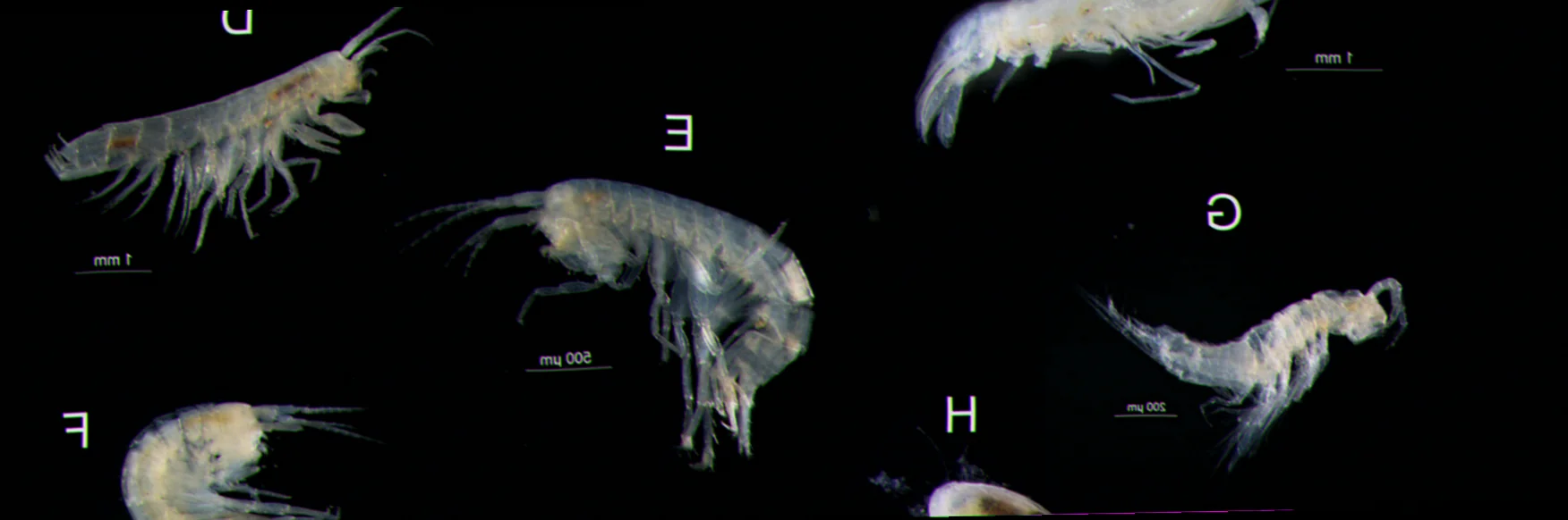 piccaninnie ponds stygofauna species identification