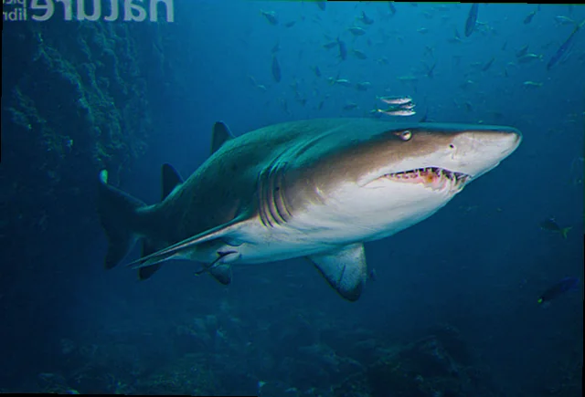 ragged tooth shark conservation status australia