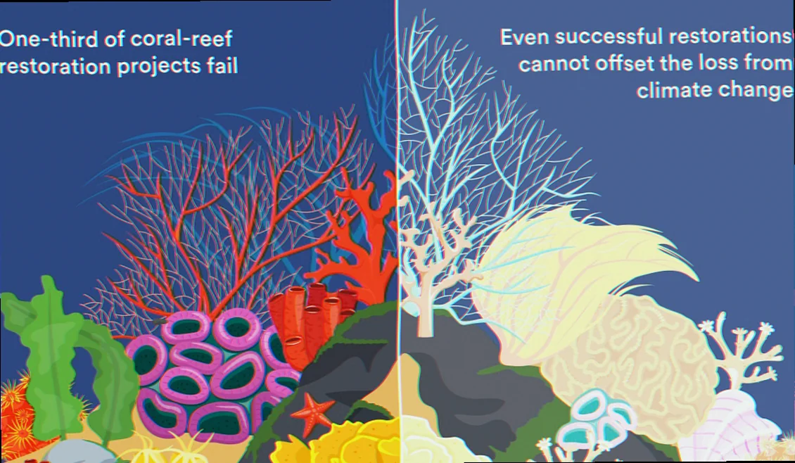 reef restoration challenges climate change australia