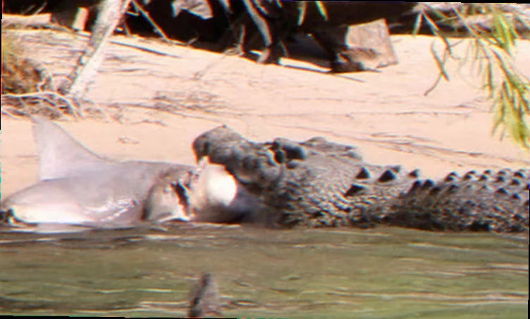 saltwater crocodile bull shark interactions