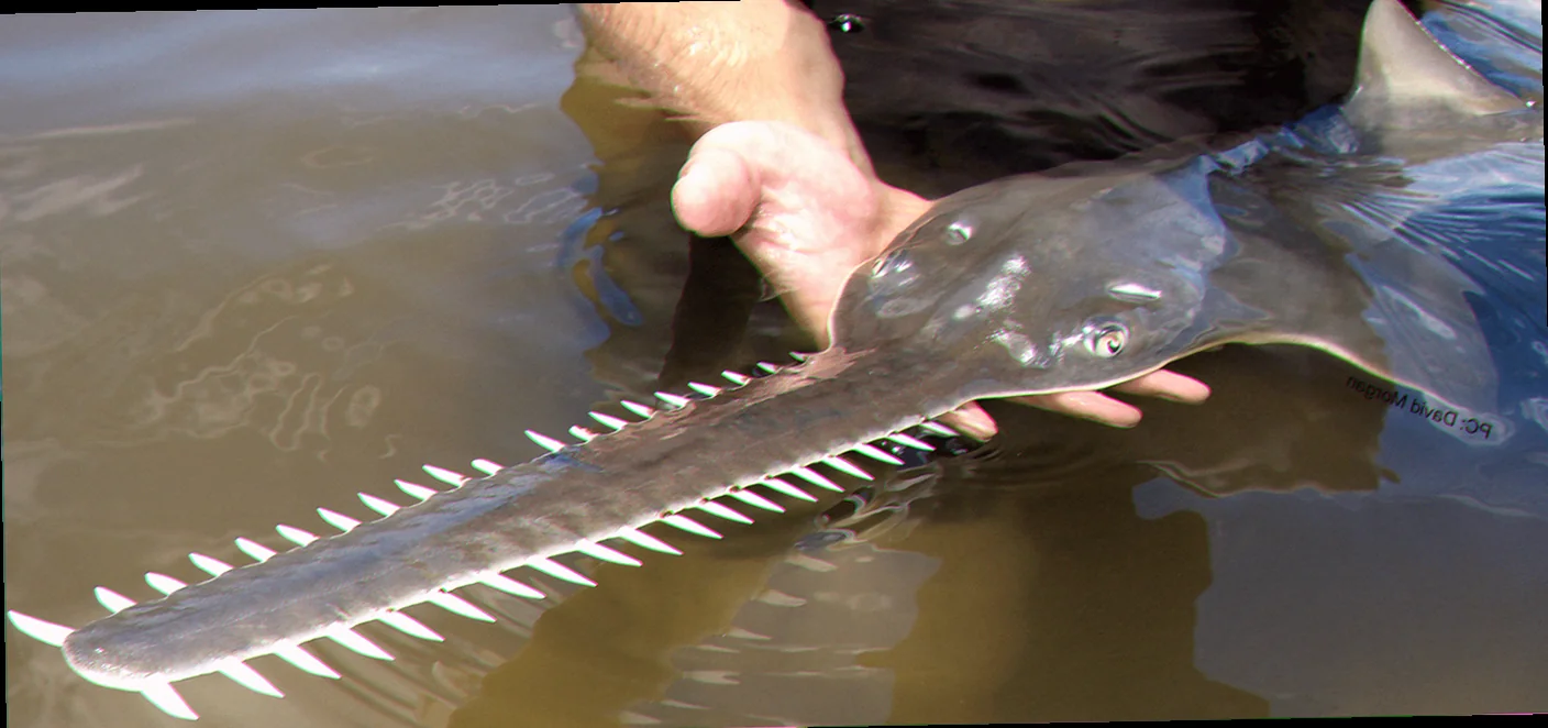 sawfish research australia