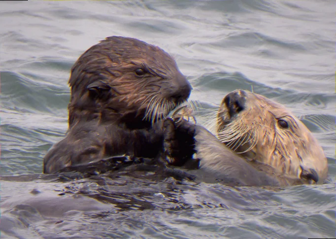 sea otter foraging techniques california