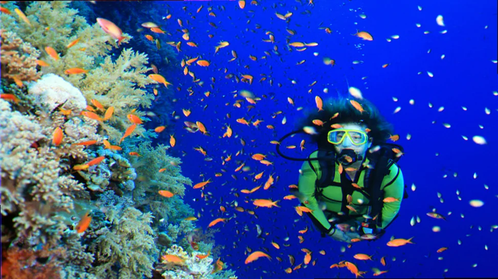 shark species found in great barrier reef