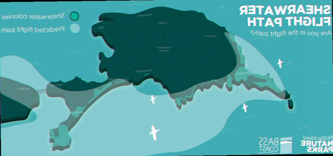 shearwater migration patterns australia
