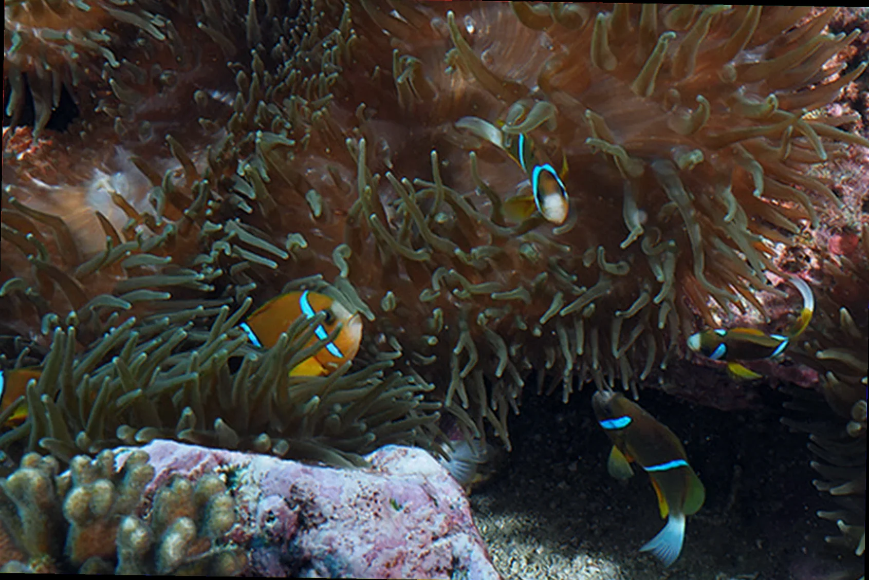 solitary islands anemone fish species habitat