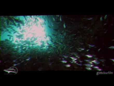 south west rocks fish rock cave species