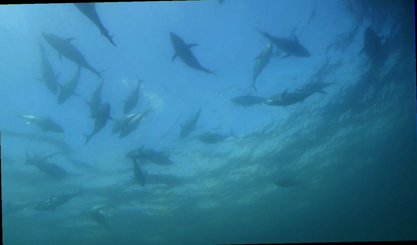 southern bluefin tuna spawning areas portland harbor