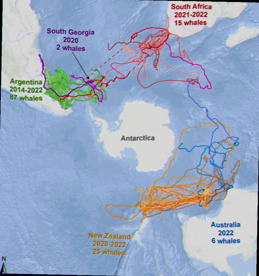 southern right whale migration victoria