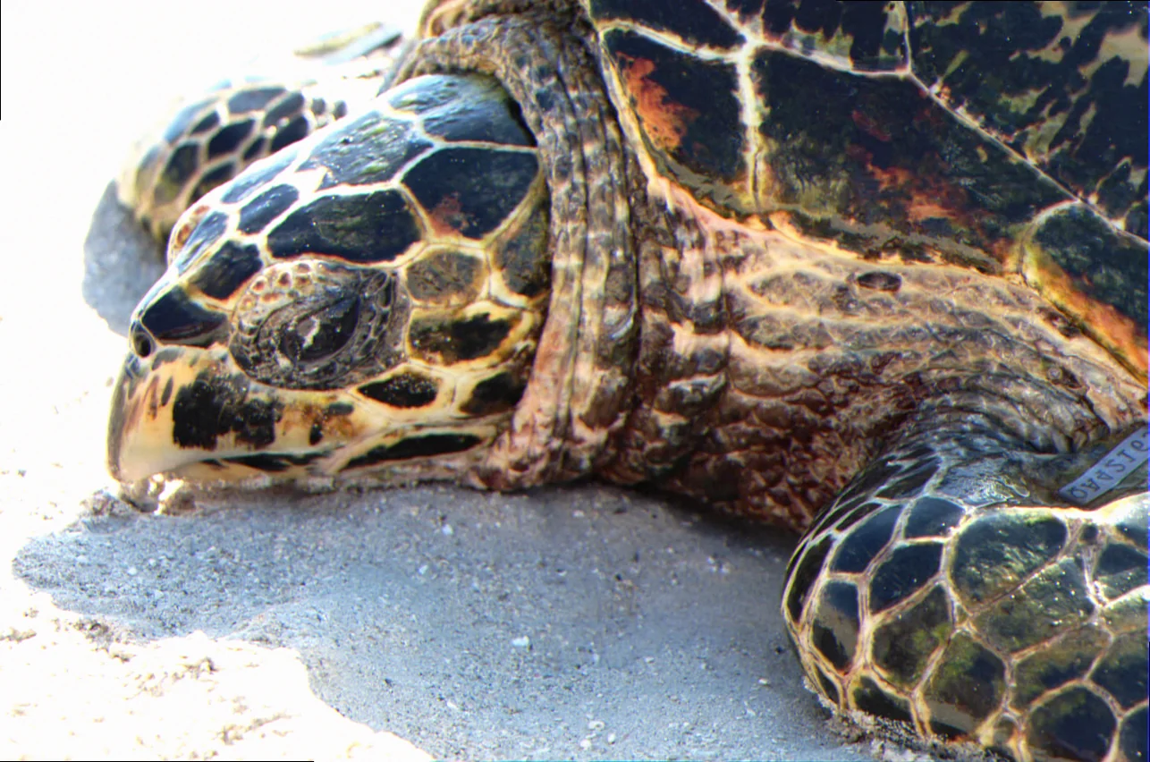 threats to hawksbill turtles australia