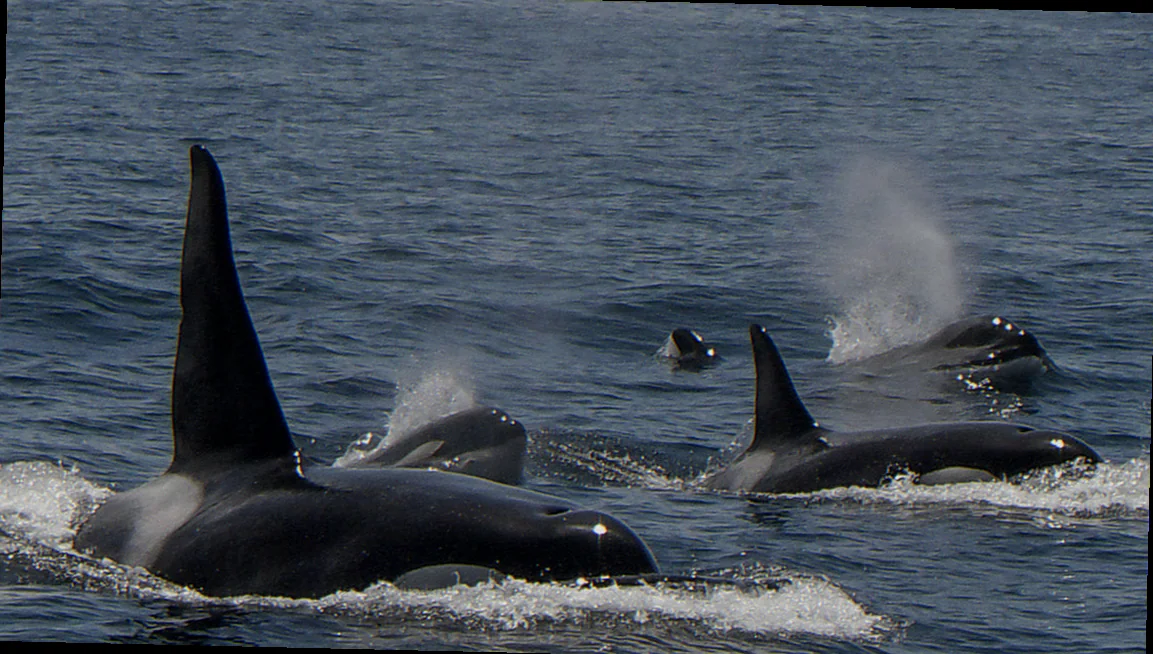 twofold bay orca sightings and behaviour