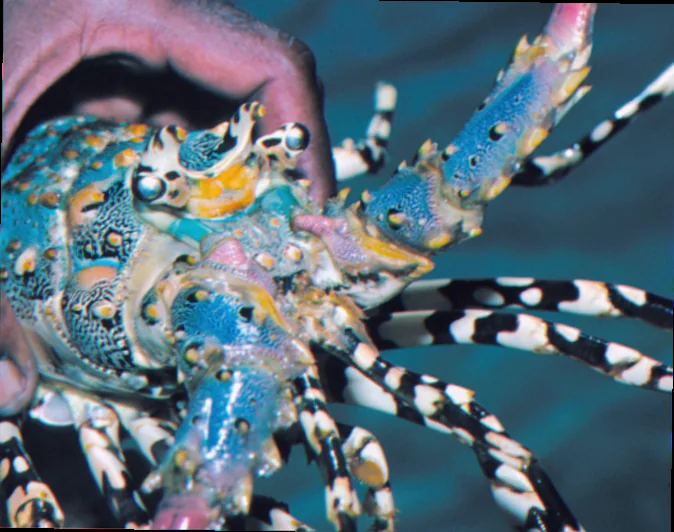 understanding torres strait lobster spawning