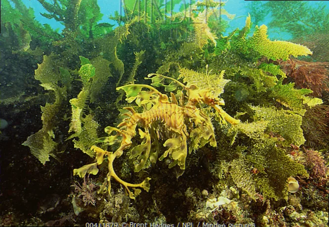weedy seadragon camouflage adaptation research