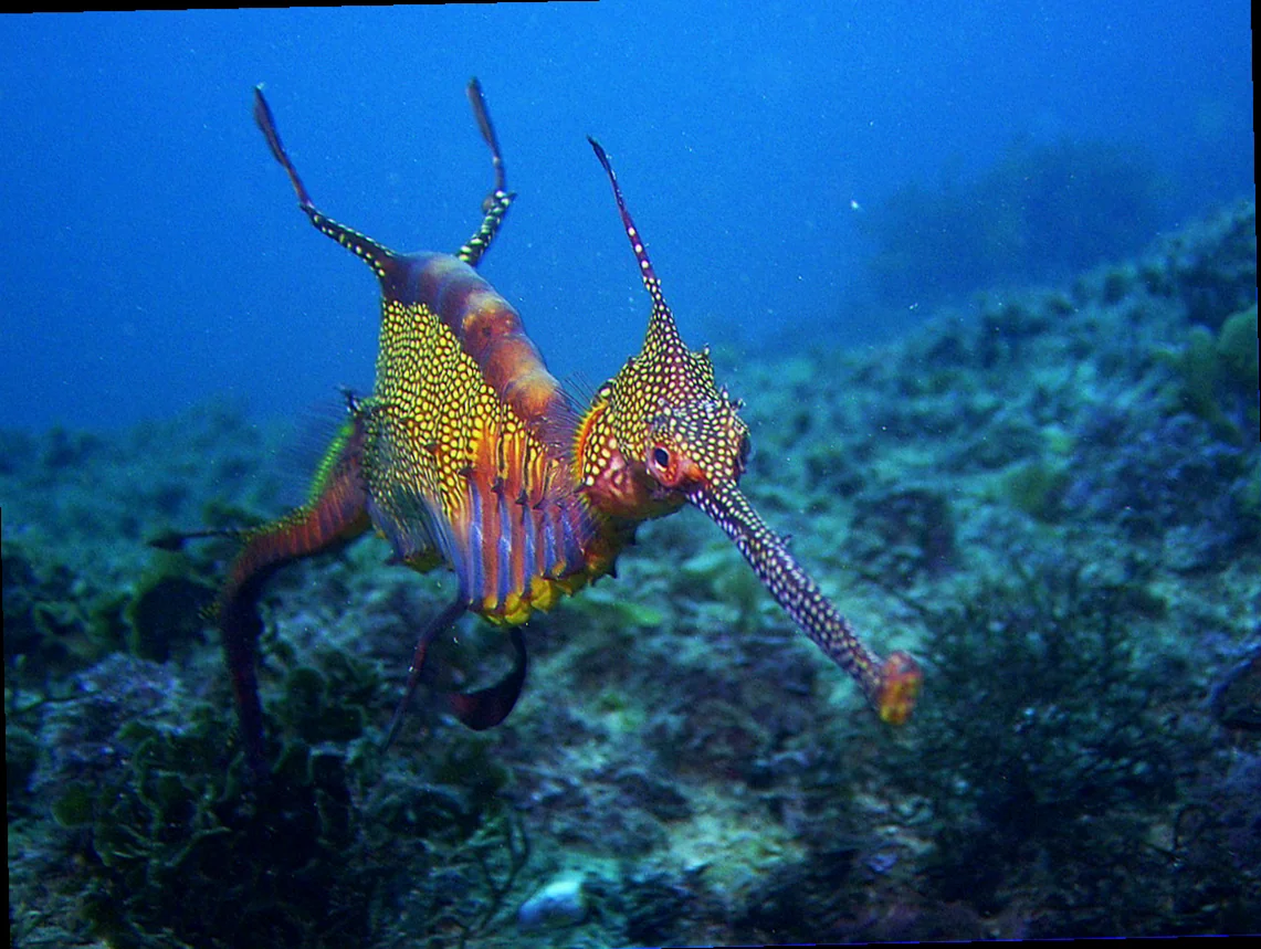 weedy seadragon habitat jervis bay australia