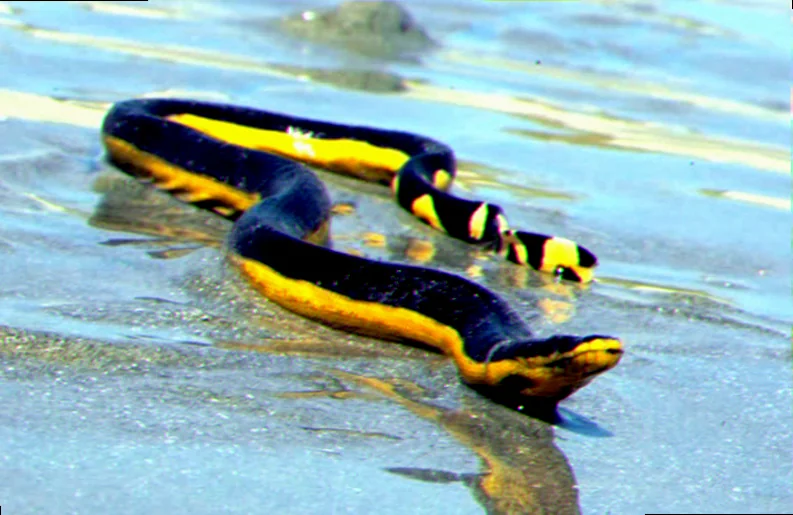 yellow-bellied sea snake venom effects humans